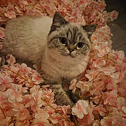 Sunny a rejoint le concours — aidez-le/la à gagner de superbes lots ! cat, fluffy, flowers, pink, cute, pet, animal, closeup, soft, cozy, nature, feline, portrait, laying, adorable, whiskers, indoor, peaceful, relaxed, decorative