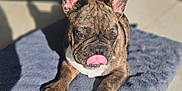Cooper a rejoint le concours — aidez-le/la à gagner de superbes lots ! big_ears, brindle, close_up, cute, dog, expression, french_bulldog, indoors, lying_down, mat, nails, paw, pet, portrait, shadow, short_muzzle, sunlight, tile_floor, tongue_out, wrinkled_face