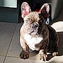 Cooper a rejoint le concours — aidez-le/la à gagner de superbes lots ! dog, puppy, french_bulldog, brindle, pet, indoor, tile_floor, sunlight, shadow, ears, face, cute, animal, companion, young, sitting, curious, domestic, mammal, small