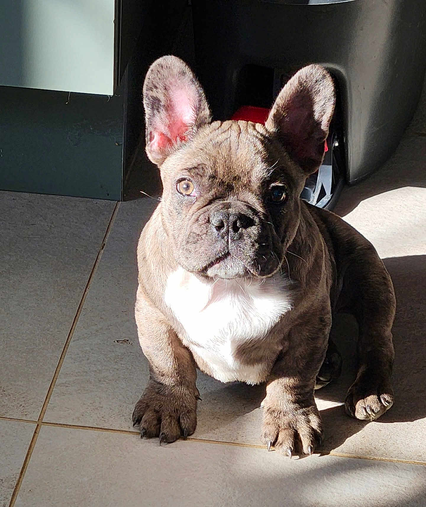 Cooper a rejoint le concours — aidez-le/la à gagner de superbes lots ! dog, puppy, french_bulldog, brindle, pet, indoor, tile_floor, sunlight, shadow, ears, face, cute, animal, companion, young, sitting, curious, domestic, mammal, small