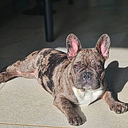 Cooper participe au concours pour gagner de l'argent avec cette photo : brindle, companion, cute, dog, ears, eyes, face, floor_tile, french_bulldog, indoor, lying_down, nose, paws, pet, portrait, relaxed, shadow, sunlit, tile_grout, whiskers