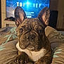 Cooper a rejoint le concours — aidez-le/la à gagner de superbes lots ! background, bed, blanket, brindle, close_up, cozy, dog, domestic_animal, ears, french_bulldog, fur, gaze, indoor, living_room, paws, pet, portrait, television, tv_screen, tv_show