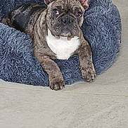 Cooper a rejoint le concours — aidez-le/la à gagner de superbes lots ! dog, french_bulldog, pet_bed, indoor, floor, ears, brindle, curious, animal, mammal, companion, resting, looking, fur, snout, paws, home, cozy, appliance, tile_floor