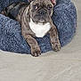 dog, french_bulldog, pet_bed, indoor, floor, ears, brindle, curious, animal, mammal, companion, resting, looking, fur, snout, paws, home, cozy, appliance, tile_floor