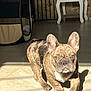 Cooper a rejoint le concours — aidez-le/la à gagner de superbes lots ! dog, french_bulldog, puppy, brindle, indoor, sunlight, tile_floor, pet_crate, table, shadow, walking, animal, pet, young_dog, ears, face, eyes, nose, fur, cute