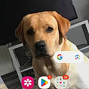 Oxen participe au concours pour gagner de l'argent avec cette photo : animal, architecture, building, canine, computer, computerhardware, dog, electronics, furniture, hardware, hound, indoors, labradorretriever, livingroom, monitor, pc, pet, puppy, screen, tv