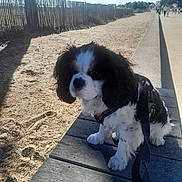 Uno participe au concours pour gagner de l'argent avec cette photo : dog, spaniel, black_and_white, pet, sitting, bench, wooden_bench, leash, harness, outdoor, beach, sand, dunes, fence, coastal, promenade, sunny, sky, trees, people
