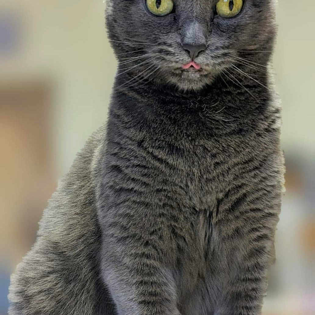 Obeline a rejoint le concours — aidez-le/la à gagner de superbes lots ! alert, animal, cat, closeup, cute, domestic_cat, ears_up, feline, fur, grey_cat, indoor, looking_forward, patterned_surface, pets, portrait, sitting, soft_focus_background, tongue_out, whiskers, yellow_eyes