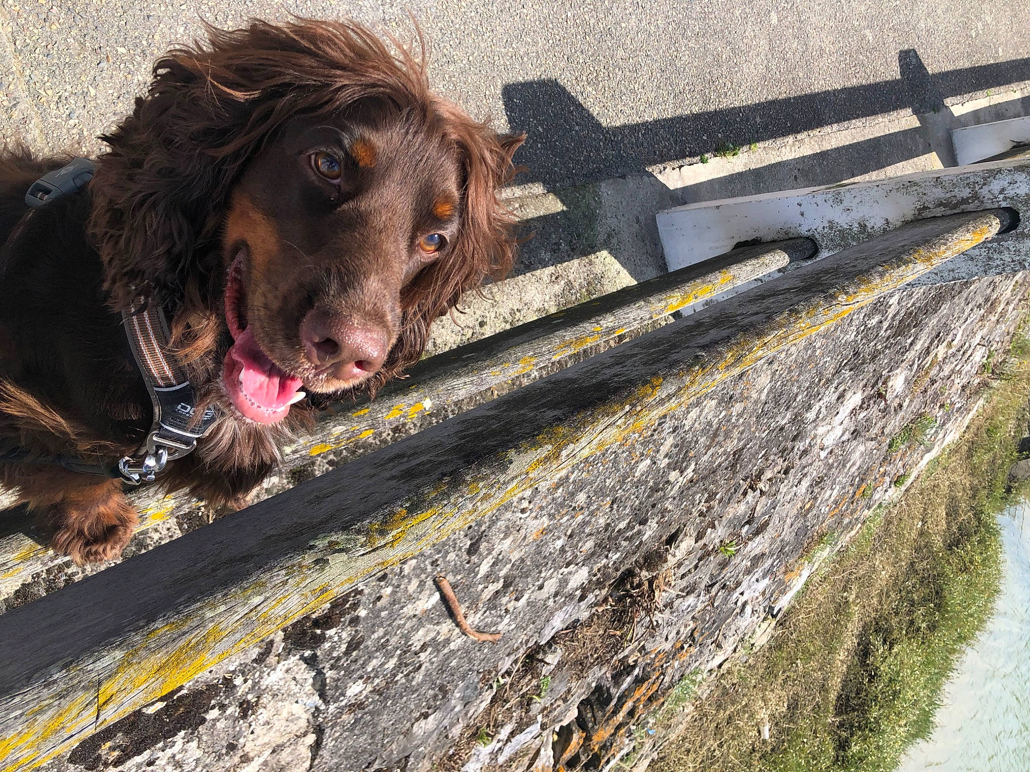 Tobby participe au concours pour gagner de l'argent avec cette photo : brick, brickwork, canidae, carnivore, companion_dog, dog, dog_breed, fur, grass, liver, metal, retriever, road_surface, snout, spaniel, sporting_group, terrestrial_animal, wood, working_animal, yawn