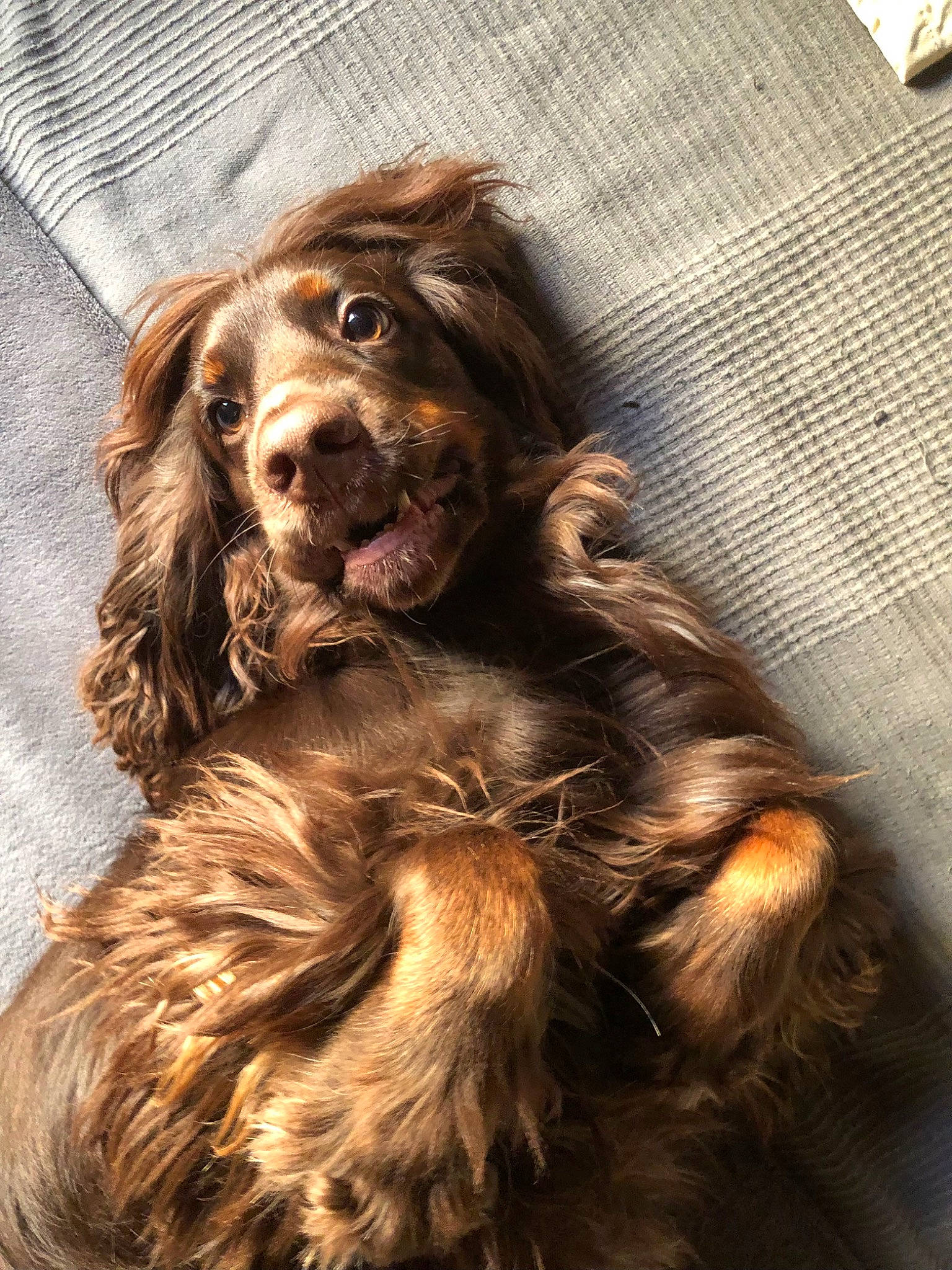 Tobby a rejoint le concours — aidez-le/la à gagner de superbes lots ! brown, brown_hair, canidae, carnivore, companion_dog, dog, dog_breed, fawn, fur, liver, snout, spaniel, sporting_group, terrestrial_animal, wood, working_animal, woven_fabric