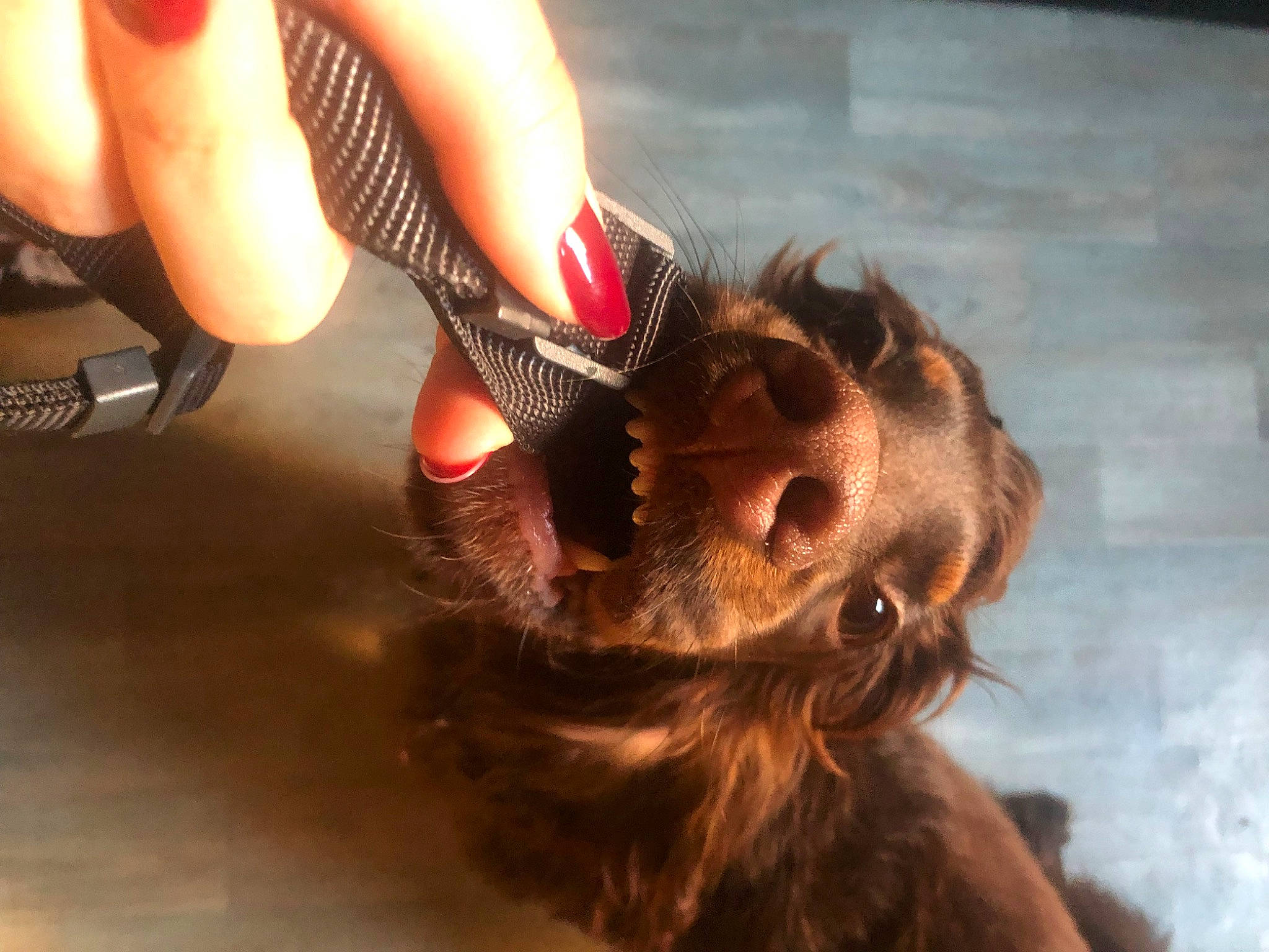 Tobby participe au concours pour gagner de l'argent avec cette photo : carnivore, close_up, companion_dog, dog, dog_breed, dog_collar, eyelash, eyewear, fawn, finger, gesture, happy, human_leg, liver, nail, snout, sunglasses, thumb, toy_dog, whiskers