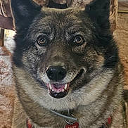 Angie joined the competition — help win amazing prizes! brown_fur, canine, carpet, close_up, collar, cute, dog, ears, eyes, fur, happy, harness, indoor, muzzle, name_tag, pet, portrait, sitting, smiling, teeth