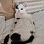 animal, bed, black_patches, blanket, cat, cozy, curious, cute, feline, fur, home, indoor, looking_back, pet, pillow, relaxed, resting, sleepy, textile, white_cat