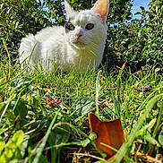 Doune a rejoint le concours — aidez-le/la à gagner de superbes lots ! animal, cat, closeup, ears, feline, fluffy, garden, grass, greenery, leaves, lying_down, nature, outdoor, pet, plants, portrait, sitting, sunlight, whiskers, white_cat