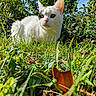 animal, cat, closeup, ears, feline, fluffy, garden, grass, greenery, leaves, lying_down, nature, outdoor, pet, plants, portrait, sitting, sunlight, whiskers, white_cat