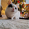 Doune participe au concours pour gagner de l'argent avec cette photo : animal, black_marking, carpet, cat, christmas, christmas_tree, close_up, fairy_lights, feline, festive, home_decor, indoor, ornaments, pet, pink_nose, portrait, sitting, whiskers, white_cat, wide_eyes