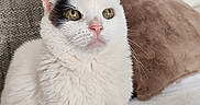 Doune participe au concours pour gagner de l'argent avec cette photo : animal, black_patch, cat, close_up, couch, cozy, cute, domestic_cat, feline, fur, green_eyes, indoor, pet, pillow, portrait, relaxed, sitting, soft_fur, whiskers, white_cat