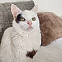 Doune participe au concours pour gagner de l'argent avec cette photo : animal, black_patch, cat, close_up, couch, cozy, cute, domestic_cat, feline, fur, green_eyes, indoor, pet, pillow, portrait, relaxed, sitting, soft_fur, whiskers, white_cat
