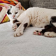 Doune participe au concours pour gagner de l'argent avec cette photo : animal, black_patches, blanket, cat, closeup, couch, cozy, domestic, feline, fur, home, indoor, paw, pet, pillow, relaxed, resting, sleepy, soft, white_cat