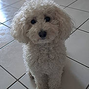 Maya a rejoint le concours — aidez-le/la à gagner de superbes lots ! dog, white, curly_fur, pet, animal, indoor, floor, tile, cute, small_dog, sitting, looking_up, fur, domestic_animal, companion, adorable, portrait, friendly, household, canine