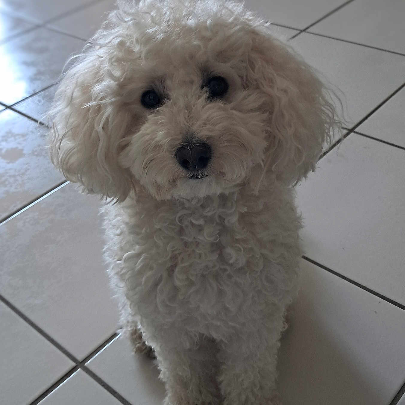 Maya a rejoint le concours — aidez-le/la à gagner de superbes lots ! dog, white, curly_fur, pet, animal, indoor, floor, tile, cute, small_dog, sitting, looking_up, fur, domestic_animal, companion, adorable, portrait, friendly, household, canine
