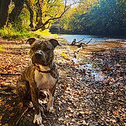 Thanos a rejoint le concours — aidez-le/la à gagner de superbes lots ! dog, brindle, riverbank, autumn, leaves, rocks, water, trees, sunlight, outdoor, nature, animal, pet, scenery, forest, daytime, collar, canine, peaceful, river