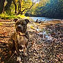 dog, brindle, riverbank, autumn, leaves, rocks, water, trees, sunlight, outdoor, nature, animal, pet, scenery, forest, daytime, collar, canine, peaceful, river