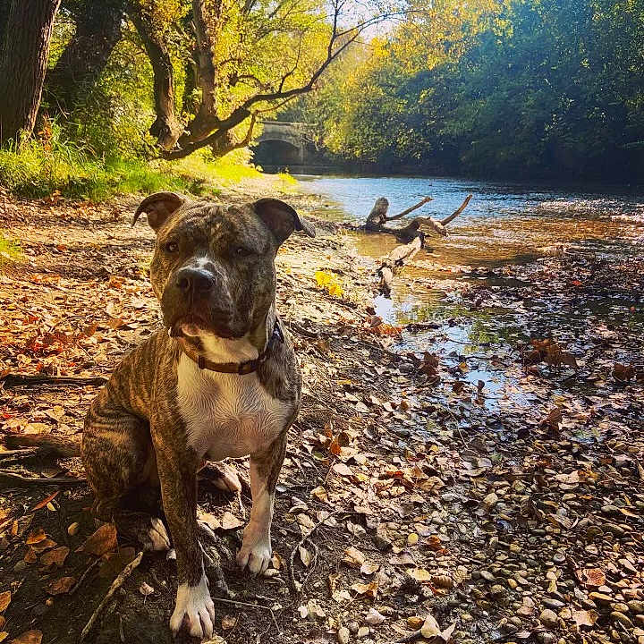 Thanos a rejoint le concours — aidez-le/la à gagner de superbes lots ! animal, autumn, brindle, canine, collar, daytime, dog, forest, leaves, nature, outdoor, peaceful, pet, river, riverbank, rocks, scenery, sunlight, trees, water