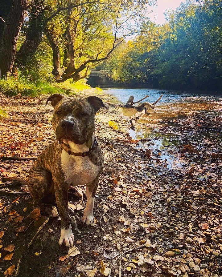 Thanos a rejoint le concours — aidez-le/la à gagner de superbes lots ! dog, brindle, riverbank, autumn, leaves, rocks, water, trees, sunlight, outdoor, nature, animal, pet, scenery, forest, daytime, collar, canine, peaceful, river