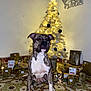 animal, brindle, celebration, christmas_tree, cozy, decorations, dog, festive, floor, gift_wrapping, holiday, indoor, lights, ornaments, patterned_floor, pet, portrait, presents, sitting, star