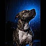 animal, animal_portrait, brindle, canine, close_up, collar, dark_background, dog, fur, lighting, moody, nature, night, outdoor, pet, portrait, rain, raindrops, water_droplets, wet