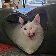 Fluffy a rejoint le concours — aidez-le/la à gagner de superbes lots ! cat, white_cat, black_spot, winking, yawning, cat_toy, tunnel, indoor, bedspread, window, curious, three_cats, feline, pet, animal, playful, cozy, home, resting, furniture
