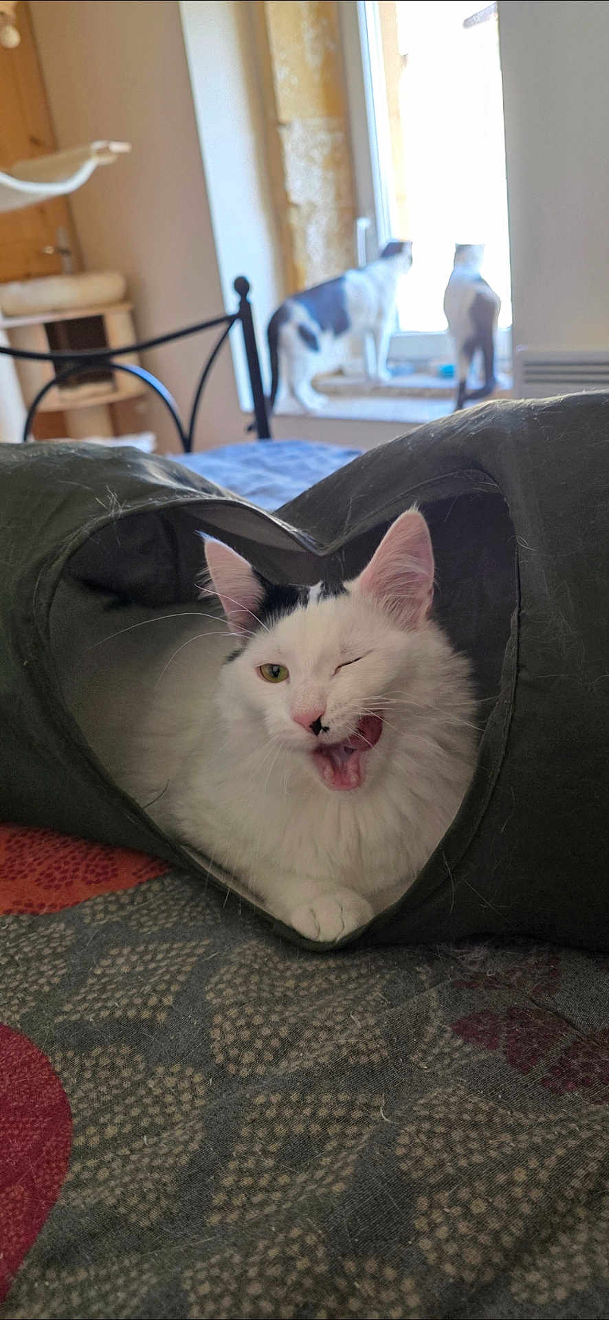Fluffy a rejoint le concours — aidez-le/la à gagner de superbes lots ! cat, white_cat, black_spot, winking, yawning, cat_toy, tunnel, indoor, bedspread, window, curious, three_cats, feline, pet, animal, playful, cozy, home, resting, furniture