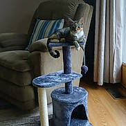 Chicken is registered to the contest to win money with this photo: animal, armchair, carpet, cat, cat_tree, cozy, curtains, furniture, home, indoor, natural_light, pet, pillow, play_toy, plush, relaxed, resting, striped_pillow, window, wood_floor