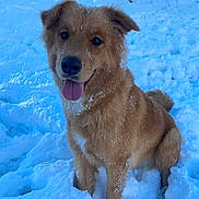 Roxane a rejoint le concours — aidez-le/la à gagner de superbes lots ! animal, blizzard, bodypart, canine, dog, goldenretriever, husky, labradorretriever, mouth, nature, outdoors, person, pet, puppy, snow, storm, winter