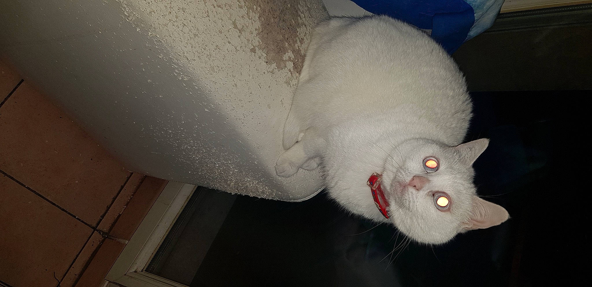 White participe au concours pour gagner de l'argent avec cette photo : carnivore, cat, domestic_short_haired_cat, ear, fang, fawn, felidae, fur, head, jaw, nose, paw, room, small_to_medium_sized_cats, snout, stuffed_toy, tail, whiskers