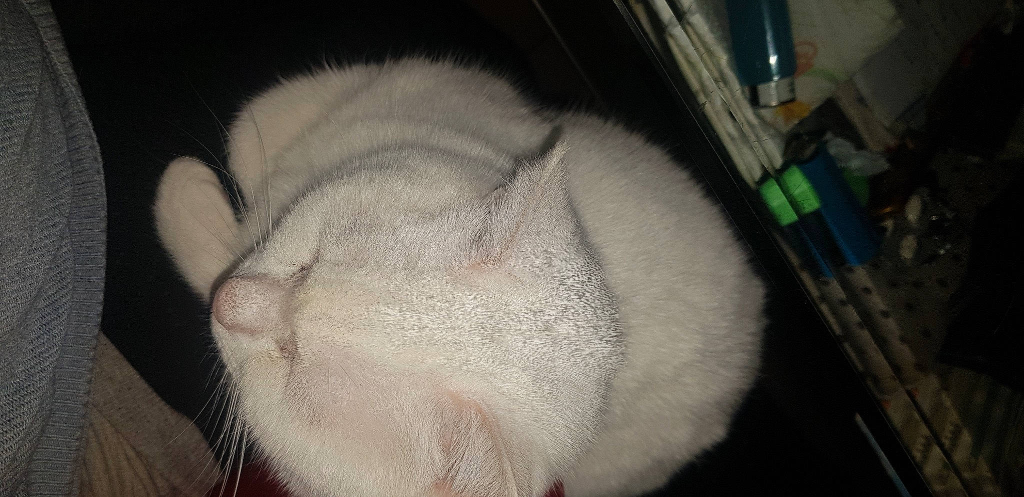 White a rejoint le concours — aidez-le/la à gagner de superbes lots ! carnivore, cat, claw, comfort, dog_breed, ear, fawn, felidae, fur, nap, paw, sleep, small_to_medium_sized_cats, tail, terrestrial_animal, whiskers