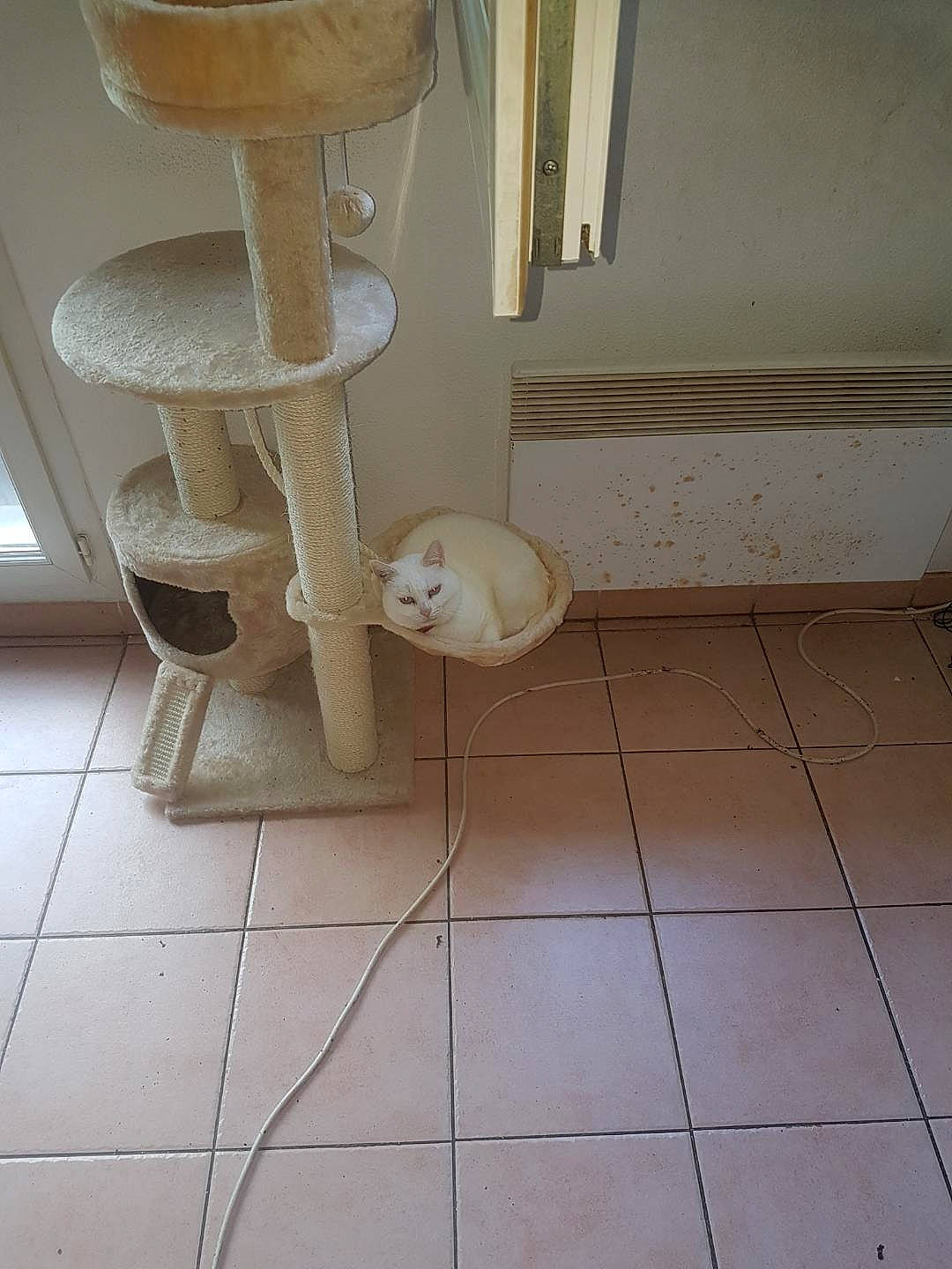 White participe au concours pour gagner de l'argent avec cette photo : beige, chair, composite_material, floor, flooring, hardwood, house, household_supply, material_property, natural_material, plastic, plywood, property, rectangle, room, tile_flooring, toy, wood, wood_flooring, wood_stain