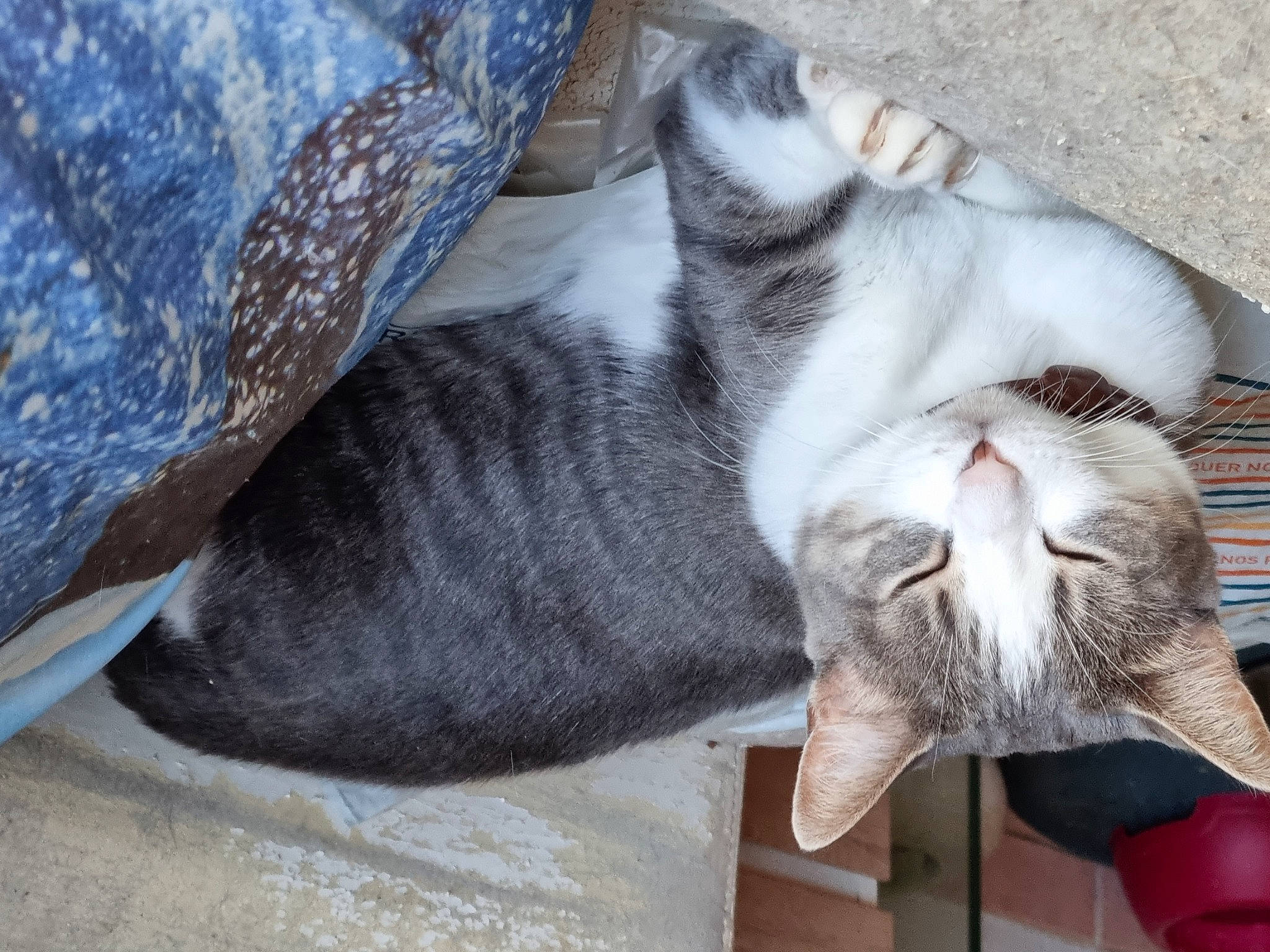 Moumette participe au concours pour gagner de l'argent avec cette photo : carnivore, cat, cat_supply, claw, comfort, domestic_short_haired_cat, fang, fawn, felidae, fur, grey, nap, paw, sleep, small_to_medium_sized_cats, snout, tail, terrestrial_animal, whiskers, yawn