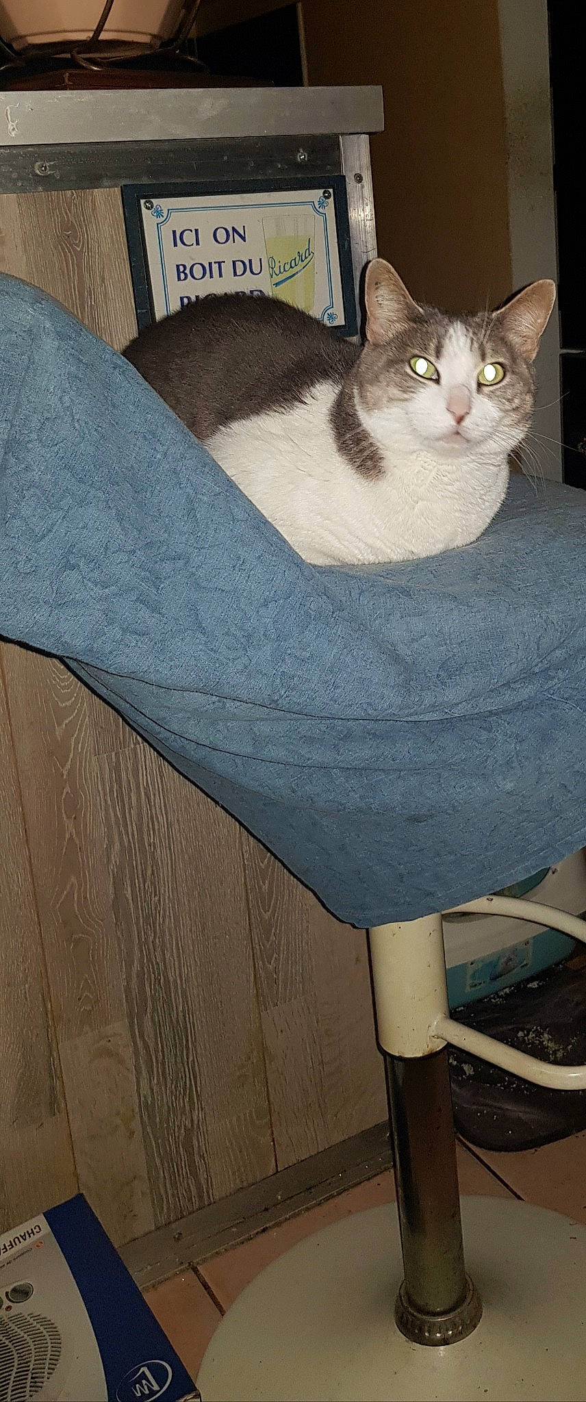 Moumette participe au concours pour gagner de l'argent avec cette photo : box, carnivore, cat, cat_bed, cat_supply, comfort, domestic_short_haired_cat, fashion_accessory, felidae, flooring, fur, grey, hardwood, linens, pattern, sitting, small_to_medium_sized_cats, tail, whiskers, wood