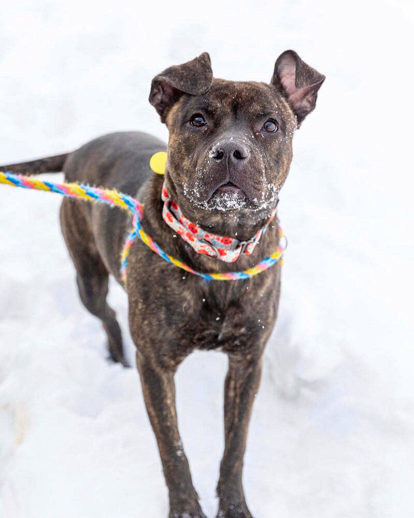 Effie is registered to the contest to win money with this photo: canidae, carnivore, collar, companion_dog, dog, dog_breed, dog_collar, dog_supply, fawn, leash, liver, pet_supply, snout, snow, sporting_group, tail, whiskers, winter, working_animal, working_dog