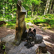 Helyot participe au concours pour gagner de l'argent avec cette photo : dog, wooden_statue, tree_stump, forest, trees, greenery, nature, sunlight, outdoor, animal, carving, sculpture, wood, moss, path, bark, canine, peaceful, shade, leaves