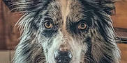 Rudy participe au concours pour gagner de l'argent avec cette photo : dog, border_collie, portrait, close_up, indoor, pet, animal, fur, ears, eyes, nose, face, canine, looking, attentive, wooden_background, fluffy, sitting, domestic, companion