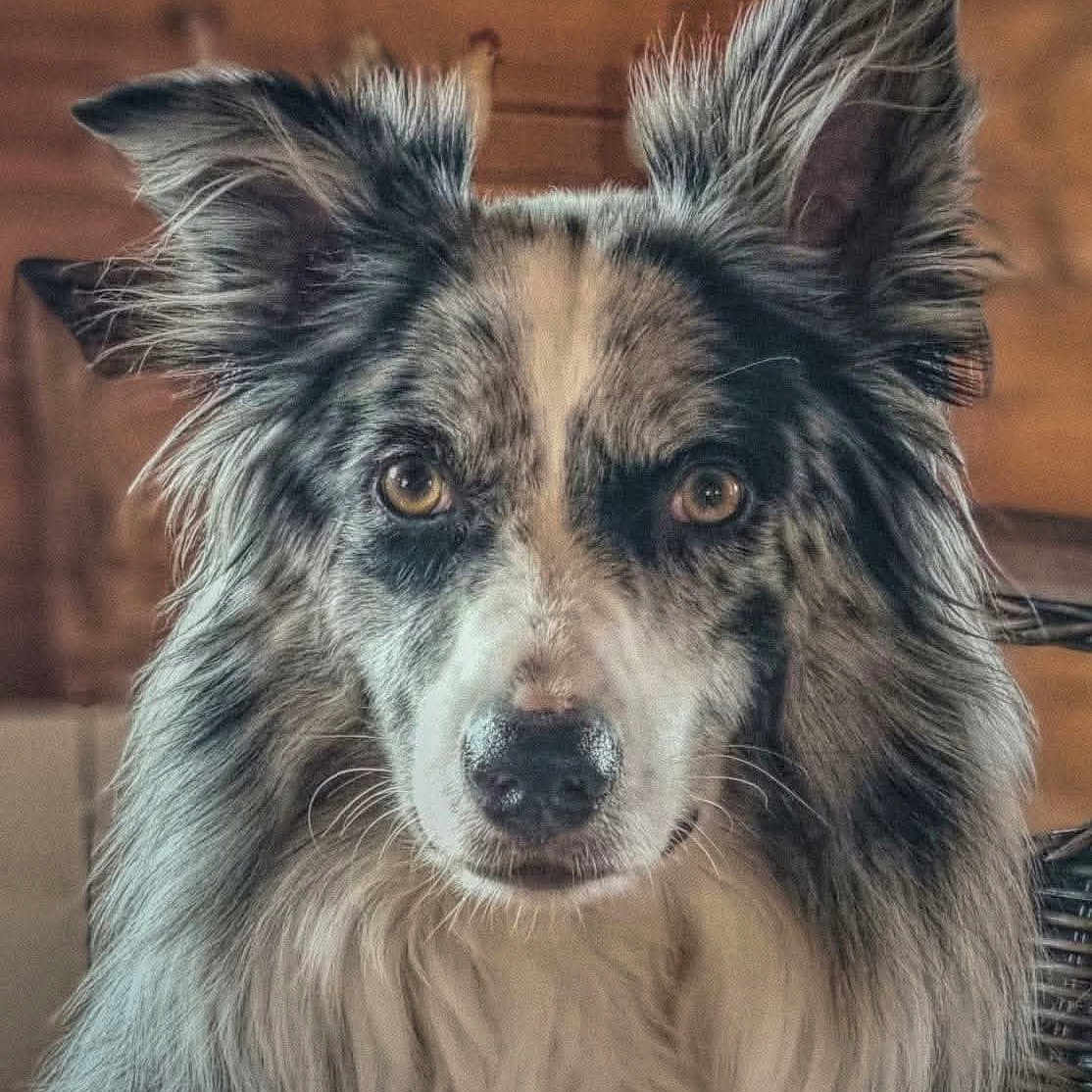 Rudy participe au concours pour gagner de l'argent avec cette photo : animal, attentive, border_collie, canine, close_up, companion, dog, domestic, ears, eyes, face, fluffy, fur, indoor, looking, nose, pet, portrait, sitting, wooden_background