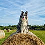 dog, border_collie, hay_bale, field, grass, blue_sky, clouds, outdoor, animal, pet, nature, sunny, rural, farm, green, canine, happy, tongue_out, summer, landscape