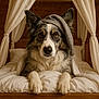 dog, bed, nightcap, curtains, white_sheets, wooden_bedframe, pet, canine, fur, ears, paws, indoors, cozy, resting, looking_at_camera, portrait, sleepy, cute, domestic_animal, animal