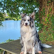 Rudy participe au concours pour gagner de l'argent avec cette photo : dog, border_collie, picnic_table, lake, tree, greenery, outdoor, nature, animal, pet, fur, sitting, calm, daylight, water, park, leaves, bench, quiet, scenic