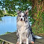 dog, border_collie, picnic_table, lake, tree, greenery, outdoor, nature, animal, pet, fur, sitting, calm, daylight, water, park, leaves, bench, quiet, scenic