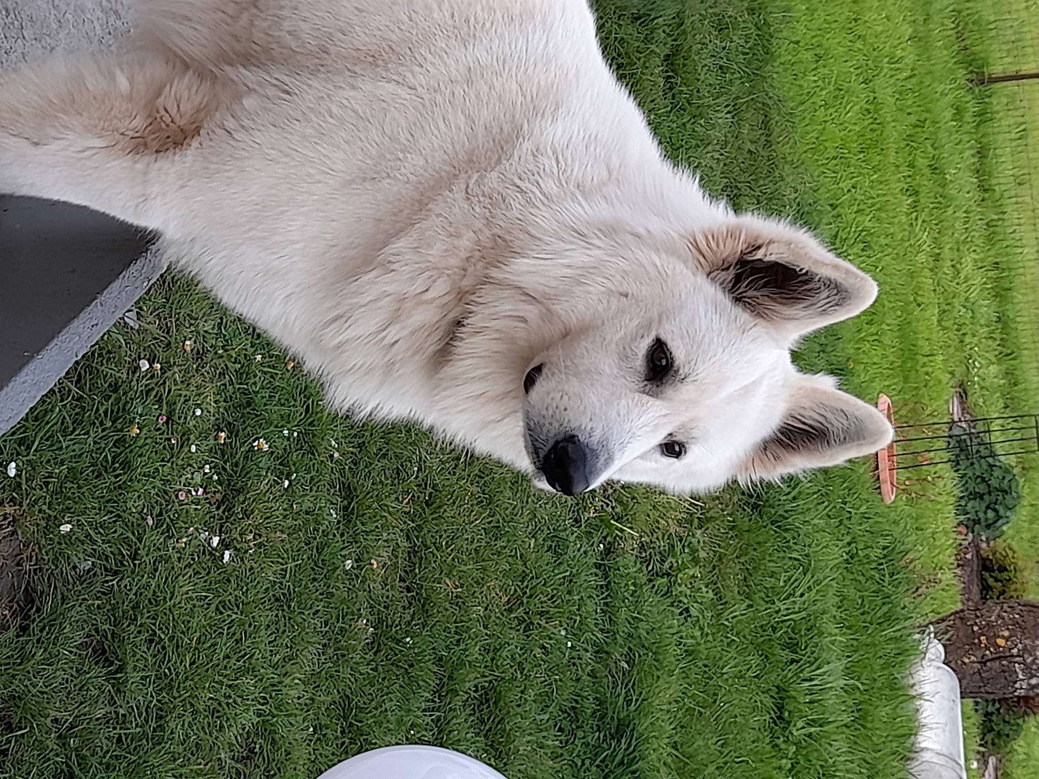 Pog participe au concours pour gagner de l'argent avec cette photo : bear, canidae, carnivore, claw, dog_breed, fur, grass, green, plant, polar_bear, snout, sporting_group, tail, terrestrial_animal, water, whiskers, wildlife