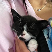 Terry joined the competition — help win amazing prizes! kitten, black_and_white_cat, sleeping, hand, blanket, person, pink_sweater, cozy, cute, pet, animal, fur, comfort, indoor, close_up, resting, snuggling, young_cat, domestic_cat, soft